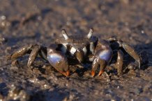 Australoplax tridentata