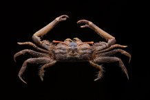 Macrophthalmus brevis