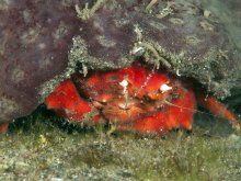 Dromidiopsis abrolhensis