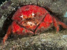 Dromidiopsis abrolhensis