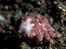 Epipedodromia sp. nov