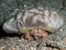 Lauridromia intermedia