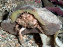 Lauridromia intermedia