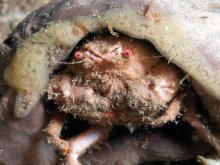 Lauridromia intermedia