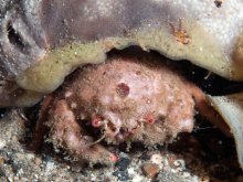 Lauridromia intermedia