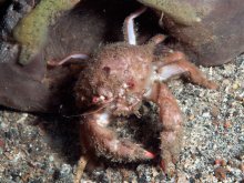 Lauridromia intermedia