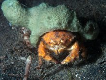 Lauridromia intermedia