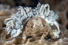 Lewindromia unidentata