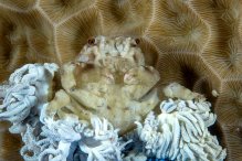 Lewindromia unidentata