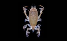 Raninoides benedicti