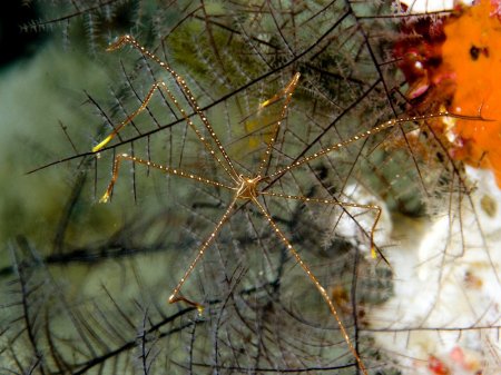 Chirostylus sandyi, Andrey Ryanskiy