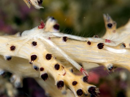 Uroptychus joloensis, Andrey Ryanskiy