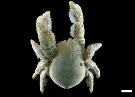 Kiwa tyleri, Dr Leigh Marsh Ocean and Earth Science, University of Southampton