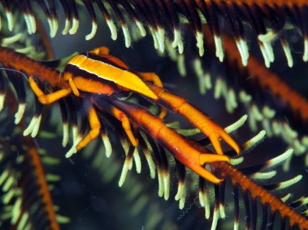 Allogalathea babai, Andrey Ryanskiy