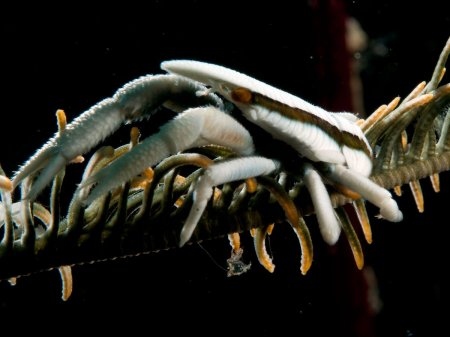 Allogalathea babai, Andrey Ryanskiy