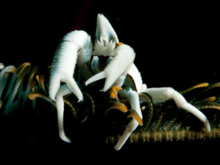 Allogalathea babai, Andrey Ryanskiy