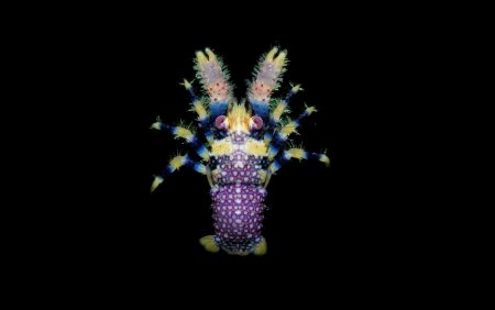 Galathea pilosa, Arthur Anker