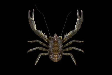 Galathea squamifera, Ondřej Radosta