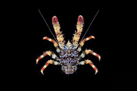 Galathea strigosa, Ondřej Radosta