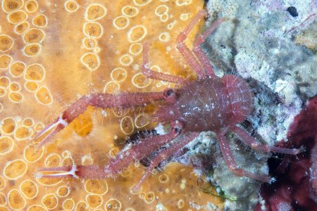 Galathea tanegashimae, Andrey Ryanskiy