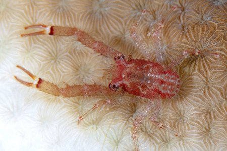 Galathea tanegashimae, Andrey Ryanskiy