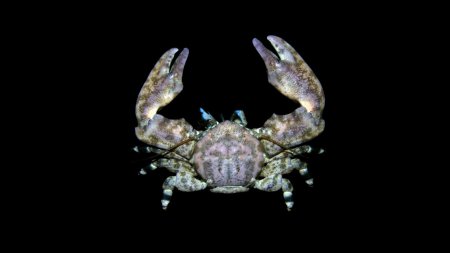 Allopetrolisthes angulosus, Arthur Anker