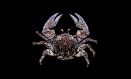 Allopetrolisthes punctatus, Arthur Anker