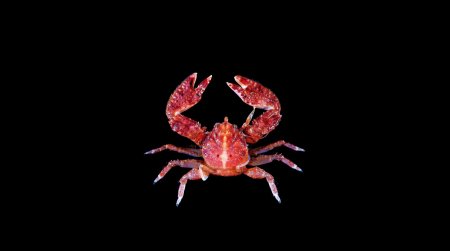 Enosteoides ornatus, Tin-Yam Chan 上傳(TaiBNET)