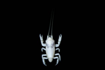 Euceramus panatelus, Arthur Anker