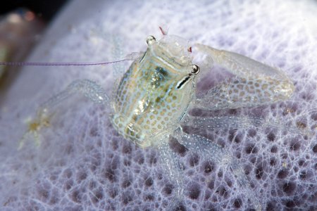 Lissoporcellana furcillata, Andrey Ryanskiy