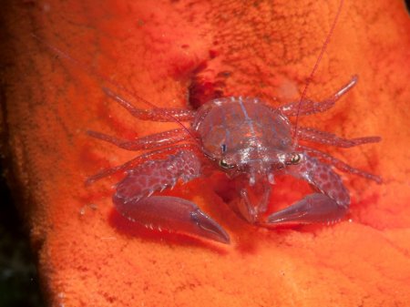 Lissoporcellana furcillata, Andrey Ryanskiy