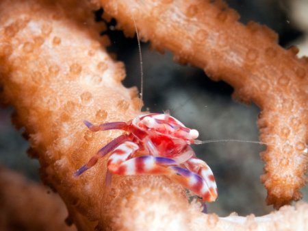 Lissoporcellana nakasonei, Andrey Ryanskiy