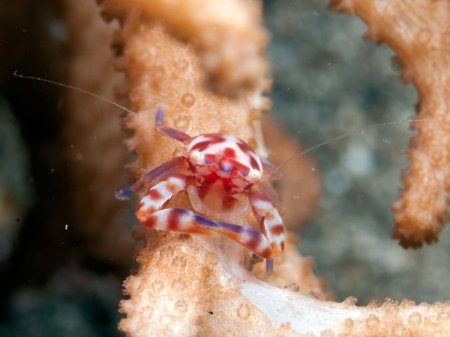 Lissoporcellana nakasonei, Andrey Ryanskiy
