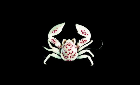 Neopetrolisthes maculatus, Tin-Yam Chan 上傳(TaiBNET)