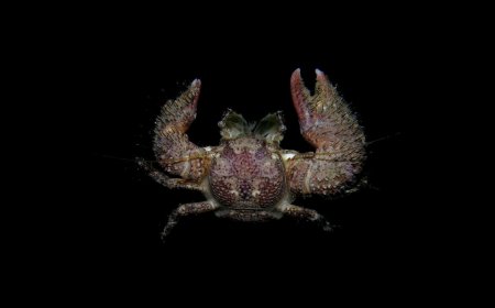 Pachycheles barbatus, Arthur Anker