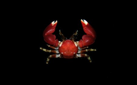 Pachycheles biocellatus, Arthur Anker