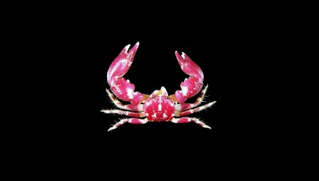 Pachycheles garciaensis, Tin-Yam Chan 上傳(TaiBNET)