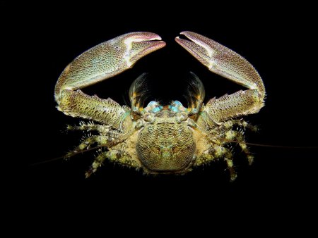 Petrolisthes armatus, Juan Antonio Baeza