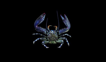 Petrolisthes asiaticus, Tin-Yam Chan 上傳(TaiBNET)