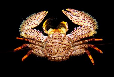 Petrolisthes galathinus, Juan Antonio Baeza