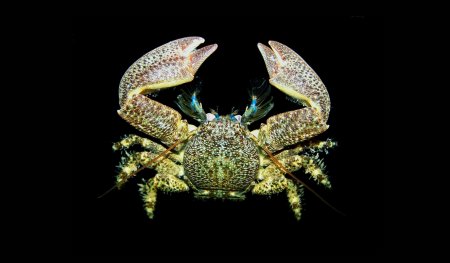 Petrolisthes granulosus, Juan Antonio Baeza