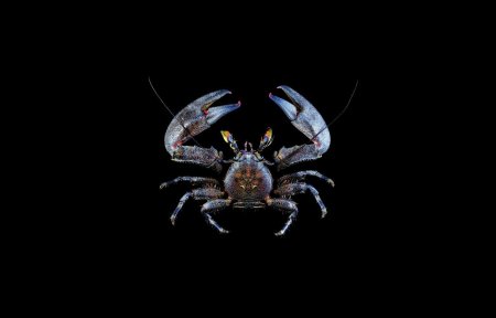 Petrolisthes hastatus, Tin-Yam Chan 上傳(TaiBNET)