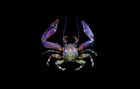 Petrolisthes japonicus, Tin-Yam Chan 上傳(TaiBNET)