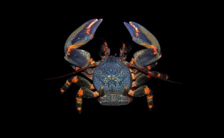 Petrolisthes laevigatus, Arthur Anker