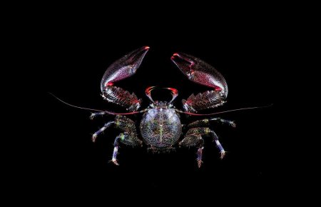 Petrolisthes lamarckii, Tin-Yam Chan 上傳(TaiBNET)