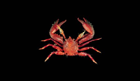 Petrolisthes militaris, Tin-Yam Chan 上傳(TaiBNET)