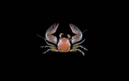 Petrolisthes moluccensis, Tin-Yam Chan 上傳(TaiBNET)