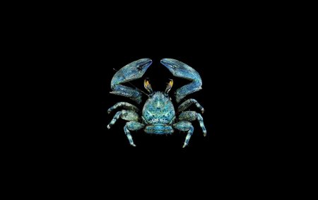 Petrolisthes unilobatus, Tin-Yam Chan 上傳(TaiBNET)