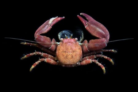 Pisidia longicornis, Ondřej Radosta