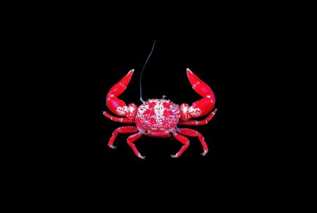 Polyonyx obesulus, Tin-Yam Chan 上傳(TaiBNET)